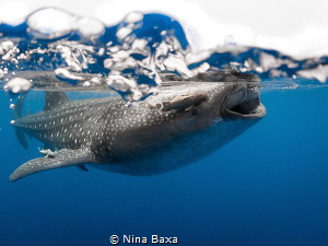 Surface Interval.
Taken with 4-inch dome, Oly E-M5, 8mm,... by Nina Baxa 